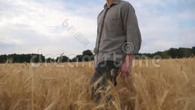 年轻的农学家走过麦田，轻轻地抚摸着庄稼的<strong>金穗</strong>。 一个大麦农